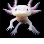 Axolotl RBLX