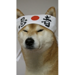 Taekwondo Doges