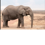 The Elephants Kingdom