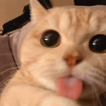 A sword fighting arena.