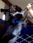 DOGE TALKERS