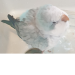 BlueQuacker