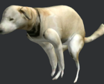 Push pooping dog