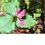 Testing123testing123