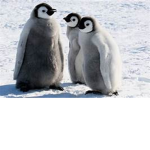 Penguin Squad #Forever