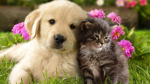 Cute dog and cats