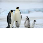 PenguinoNation