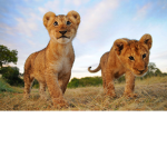 lion pack