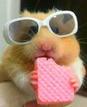 Guinea pig ohana