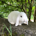 Team lapin belier