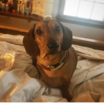 Weiner Dog Fan Club