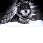 Shaded Wolf Studios