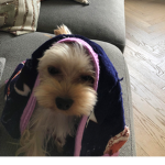 PuppiesClan