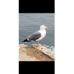 SEAGULLS fan club