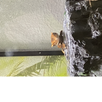 GangO,gecko