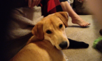 Kaylas dog
