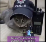Özel Kedi HareCatı