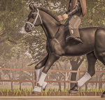 Ashwood Equestrian Centre