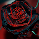 Black Bloods