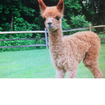 The llama life