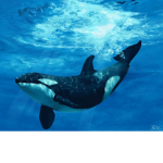 Protect the Ocean
