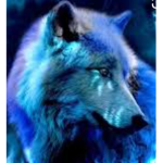 Wolf clan95