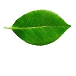 leaf gang 4 life