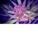 Herbal Clothing ™
