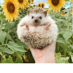 Hedgehog babys