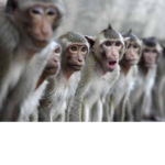 Clan Kong