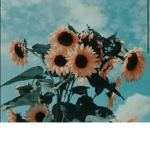 Anonyme.6393