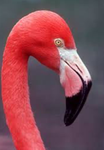 Pink fluffy flamingo squad