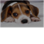 Puppy Lovers Of Roblox