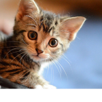 kitten freinds