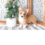 Corgiiiiss