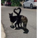 'heart
