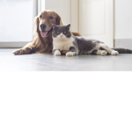 Pets and that’s it