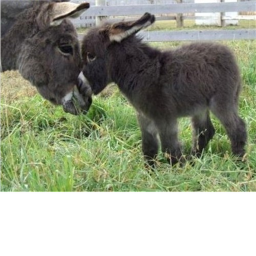 The donkey city