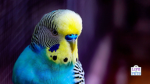 BIRBS ARE LIFE
