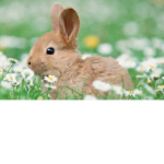 CUTE_BUNNY!!