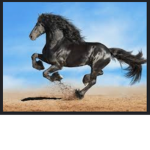 Chloe’s horse groups