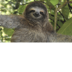 Sloths of course!