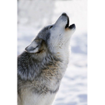 Clan Wolfies ;D