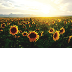 Sunflower~ Squad