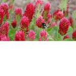 Red Clover!