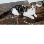 SURI AND NALA