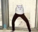 catsypants army