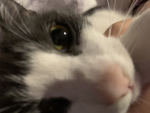 Kat_Gamer_