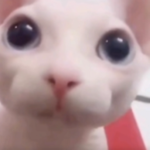 DogeDog