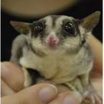 The sugar gliders!